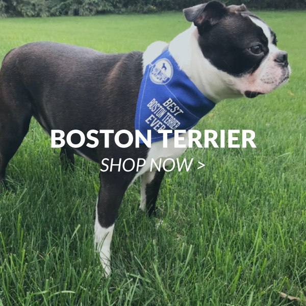 Boston Terrier 