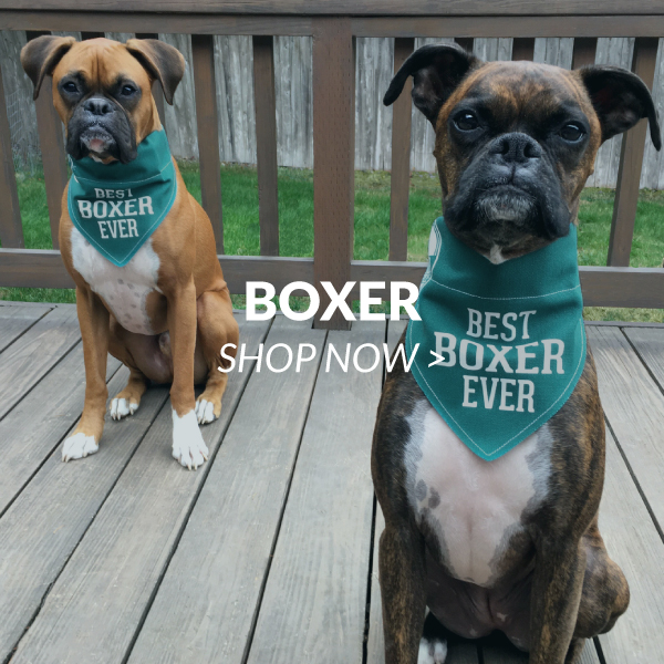 Boxer 