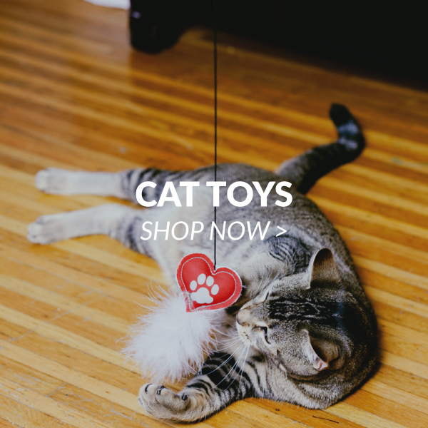 Cat Toys