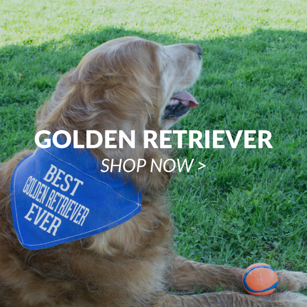 Golden Retriever 